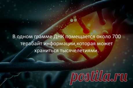 Всего одного грамма ДНК хватит для записи колоссального объема информации в 455 эксабайт. При этом как носитель она невероятно надежна — ДНК успешно извлекли и расшифровали из костей лошади возрастом около 700 тысяч лет. Правда, для сохранности биологического носителя информации необходимы некоторые специфические условия.Чтобы воссоздать условия консервации ДНК в окаменелостях, ДНК защитили от внешней среды с помощью микроскопических шариков диоксида кремния. ...
Источник: popmech.ru