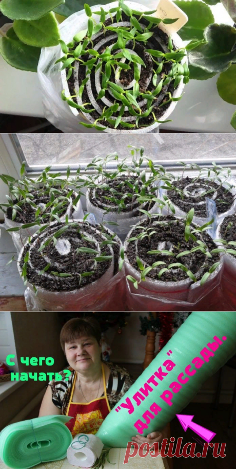 Посев томатов в улитку: пошаговая инструкция по посадки помидоров + видео