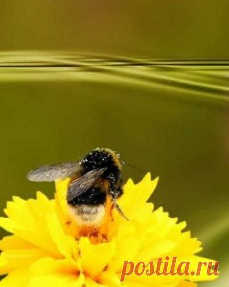 Польза цветочной пыльцы | ЗДОРОВЫЙ ДОМ