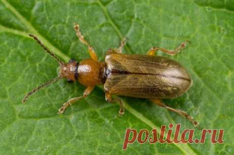 Какие жуки больше всего вредят саду – фото и описания вредителей | Болезни и вредители (Огород.ru)