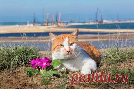 Откуда появился кот Мостик на Крымском мосту?