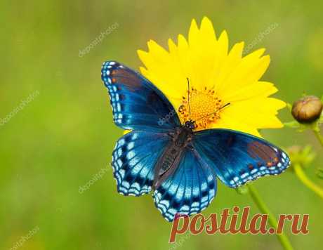 ᐈ Самые красивые фото бабочек: рисунки красивые бабочки, скачать изображения на Depositphotos®