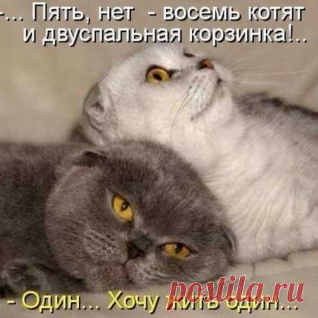 Бесконечно забавные фоты, на которых есть все: коты, собаки, люди, крысы...