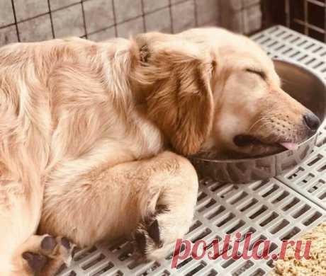 Забавные фото спящих собак: топ-15 животных отдыхающих в неудобных позах
