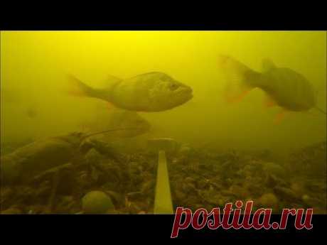 Эксперимент | реакция рыбы на жмых | сколько здесь рыбы: окунь, щука, карась, плотва | рыбалка 2020 - YouTube