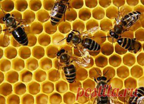 Какой бывает мёд | Самые популярные и самые вкусные рецепты с видео
