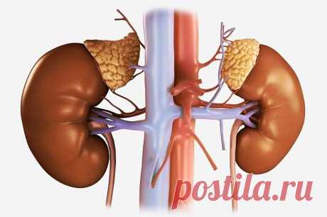 У вас ломкие ногти и плохо спите? Виноваты надпочечники! Старинный
рецепт быстро решит эту проблему... А со временем, вы начнете терять лишний вес!

Надпочечники, маленькие эндокринные железы, расположенные на верхней части почек, имеют колоссальное значение для всего организма. Они выделяют такие гормоны, как стероиды, адреналин и норадреналин. Эти гормоны укрепляют иммунитет, улучшают
скорость обмена веществ, а также регулировать кровяное давление. Эти гормоны помогают о...