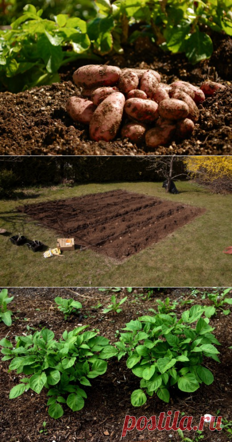 Особенности выращивания картофеля: агротехника