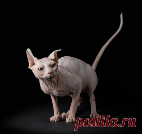 Прикольные фото с кошками. | Photo Live | Яндекс Дзен