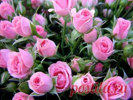 Большой букет розовых роз - Красивые цветы - Фотоальбомы - Танцы мечты