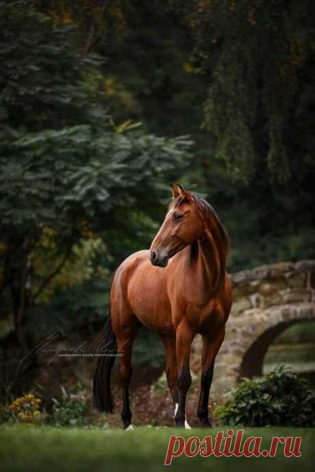 25 Horse Photography Tips