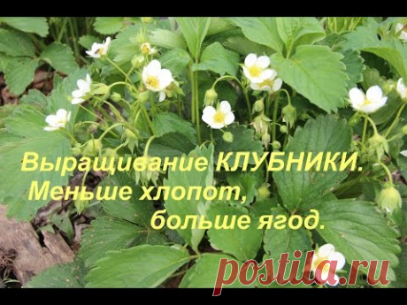 Выращивание клубники. Меньше хлопот, больше ягод. - YouTube