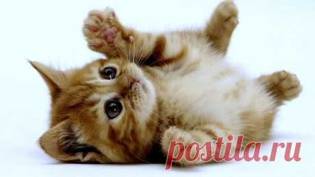 Funny Kitten Wallpaper