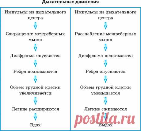 Таблица Дыхательные движения — Таблица.РУС