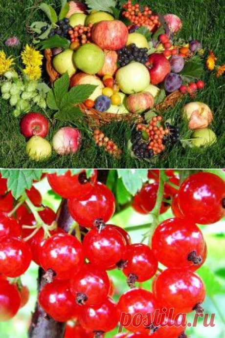 Овощи и фрукты на страже нашего здоровья. Часть 2. Фрукты и ягоды. | Для дачников.ру