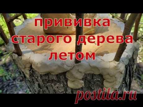 как привил старое плодовое дерево груша. pear grafting