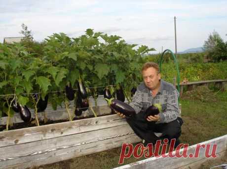 Удивительный огород виктора лядова