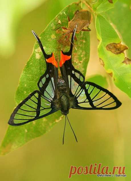 Octauius Swordtail (Chorinea octauius) is a species of butterfly of the Riodinidae family. It is found in South America.  |  Pinterest • Всемирный каталог идей