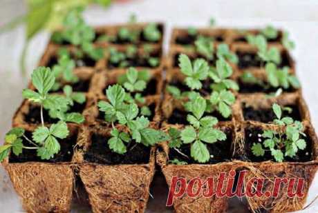 Как вырастить клубнику из семян на рассаду в домашних условиях: инструкция, выбор сорта, стратификация, сроки, почва, уход