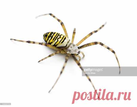 High View Wasp Spider Stock Photo | Getty Images