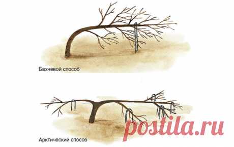 Два необычных способа формирования яблонь, которые удивят ваших соседей | На земле | Пульс Mail.ru