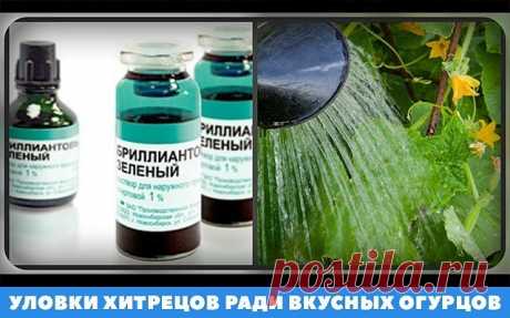 ЛЕЧИМ ОГУРЦЫ ЗЕЛЕНКОЙ

Нет ничего удивительного в том, что зеленка способствует защите огурца от некоторых болезней, и в первую очередь, от пероноспороза (ложной мучнистой росы). Кстати сказать, с ее помощью можно защитить от этой болезни и лук репчатый. 

Антисептическое действие зеленки обусловлено содержащимися в ней соединениями меди. Кроме того, она полезна для растений и как удобрение, в состав которого входят микроэлементы. Особенно необходима медь на болотистых поч...