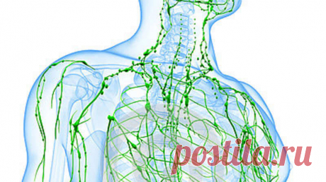 Как улучшить работу лимфатической системы