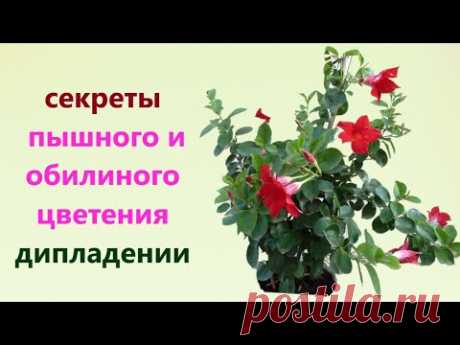 ДИПЛАДЕНИЯ, СЕКРЕТ ПЫШНОГО И ОБИЛЬНОГО ЦВЕТЕНИЯ. ОБРЕЗКА, ПОДКОРМКА, УХОД, в ФЕВРАЛЕ.