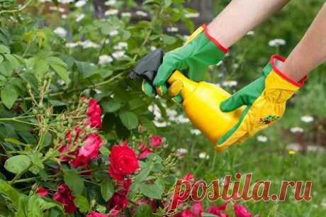 Чтобы розы эффектно цвели, нужно правильно проводить подкормки. После зимы рекомендуется удобрять органикой, можно ограничиться торфяным мульчированием. Перед цветением нужен азот, магний, бор и калий.