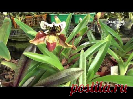 Как вырастить орхидеи   2  Орхидеи башмачки дома