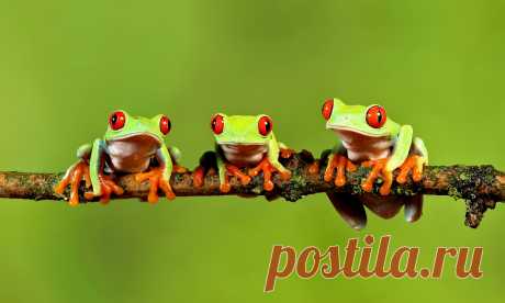 Red Eyed Tree Frogs Explore Debs J photos' photos on Flickr. Debs J photos has uploaded 592 photos to Flickr.