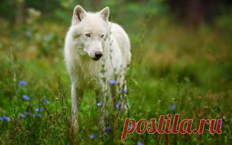 Обои Белый волк стоит в траве на рабочий стол, страница
