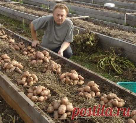 АГРОТЕХНИКА ПРИРОДНОГО ЗЕМЛЕДЕЛИЯ