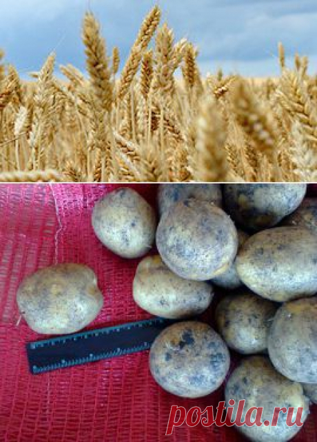 Сорт картофеля Гала: фото, отзывы, описание, характеристики | Сортовед.ру