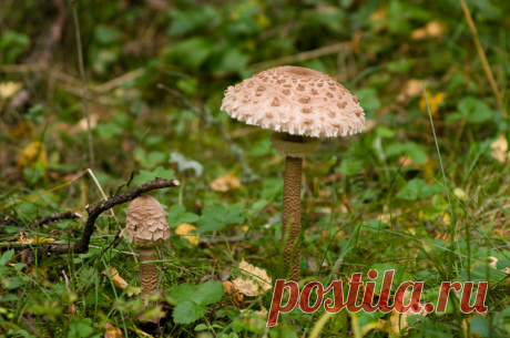 Съедобные зонтики. Отличные грибы, которые в России почти никто не собирает. Что достаточно знать о них | грибной критик | Яндекс Дзен