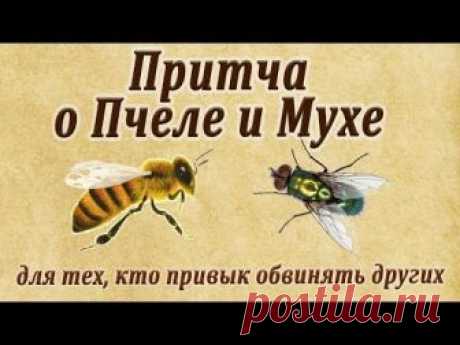 Притча о пчеле и мухе для тех, кто привык обвинять других!
