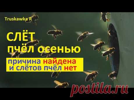 Пчёлы исчезают осенью. Слёт пчёл? Или всё оказалось гораздо проще. Мои поиски и результат ЕСТЬ !!!