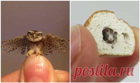 Художница создает невероятно реалистичные миниатюры животных . Милая Я