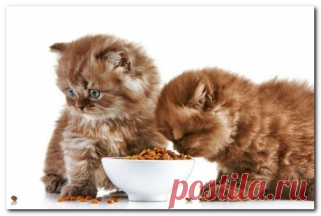 Кормление кошек и котят, советы по правильному питанию | Женский сайт о женщине и обществе