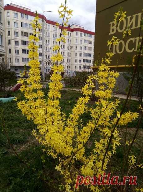 Подскажите, пожалуйста, название куста🌺🌺🌺