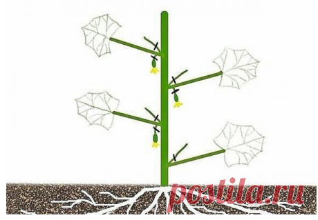 Формировка огуречной плети