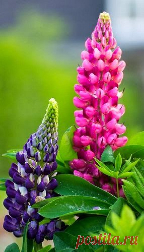 Purple and Pink Lupine Flower | Backyards Click