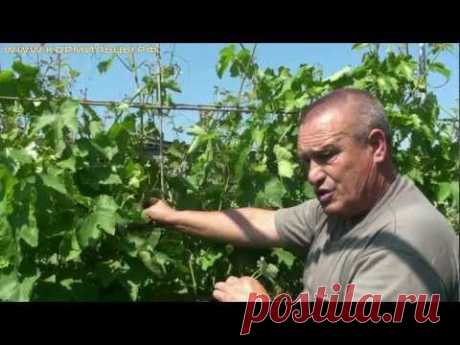 Технология выращивания винограда -- ч.5 - YouTube