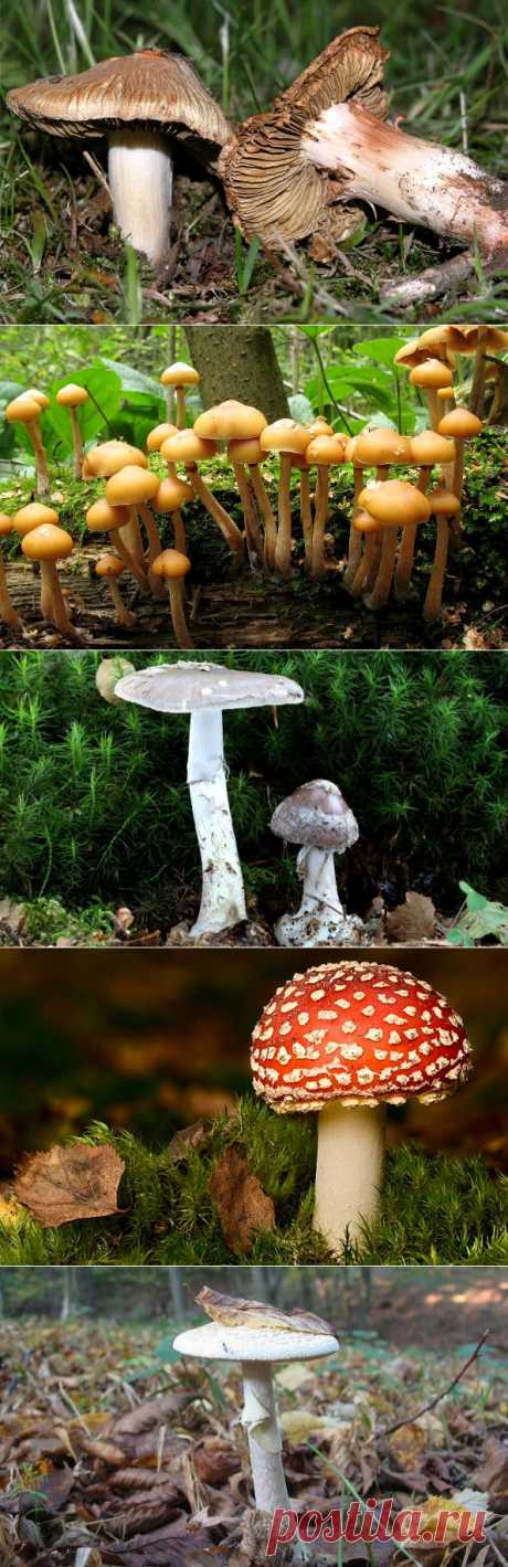 Самые опасные грибы - Интересные факты