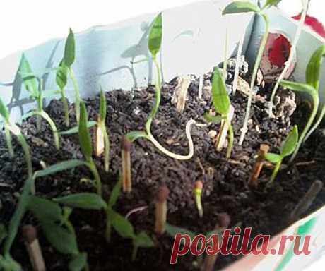 Зимние посевы: как вырастить коренастую рассаду в коробке из-под соков.