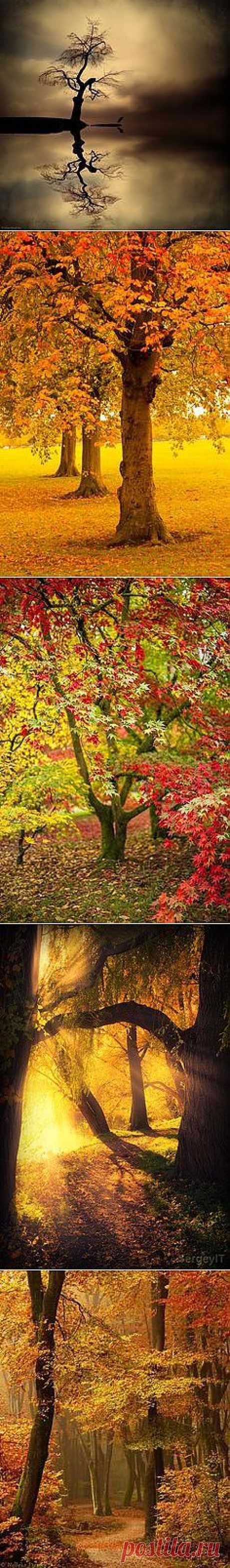 Tree &amp; Path