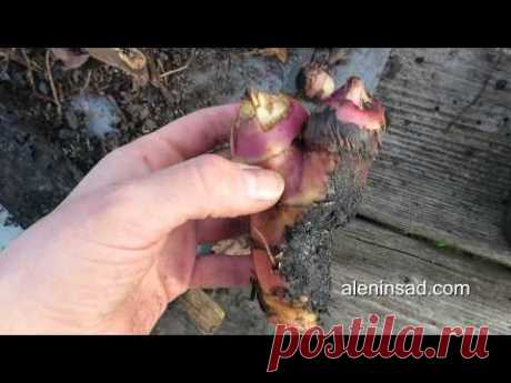 Какой стороной посадить КАННУ?! // Посадка и деление канны // Growing of canna lilies