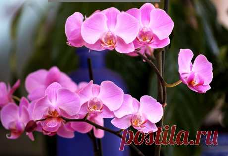 Как подкормить орхидею аспирином. Секретный рецепт | Цветы в квартире и на даче – от Радзевской Виктории | Дзен