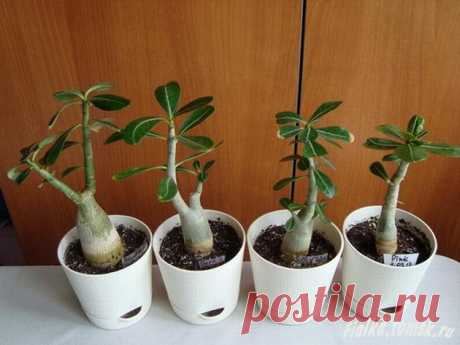 Адениум (Adenium)