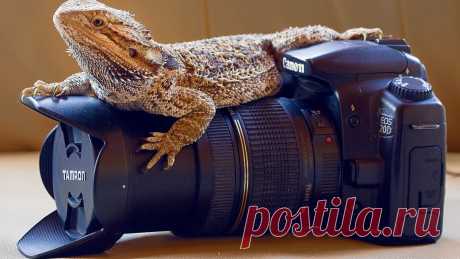 Скачать обои camera, professional, reptile, раздел hi-tech в разрешении 1366x768